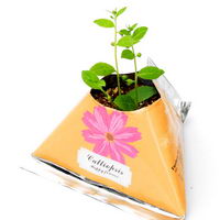 Květiny a bylinky v papírovém květináči s potiskem - Calliopsis (krásnoočko)