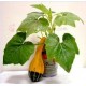 Vegetable Mini Plant